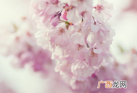 女人命犯桃花煞的表现 女人犯桃花煞的后果