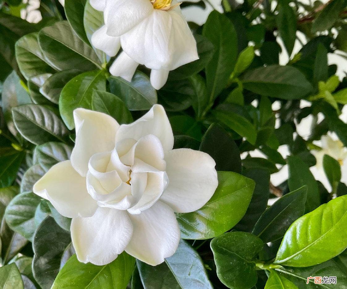 栀子花的养殖方法和浇水 栀子花喜欢太阳吗