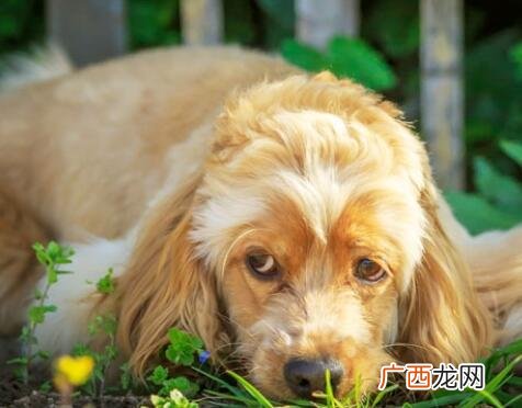 牛和狗相配婚姻如何,属相合吗