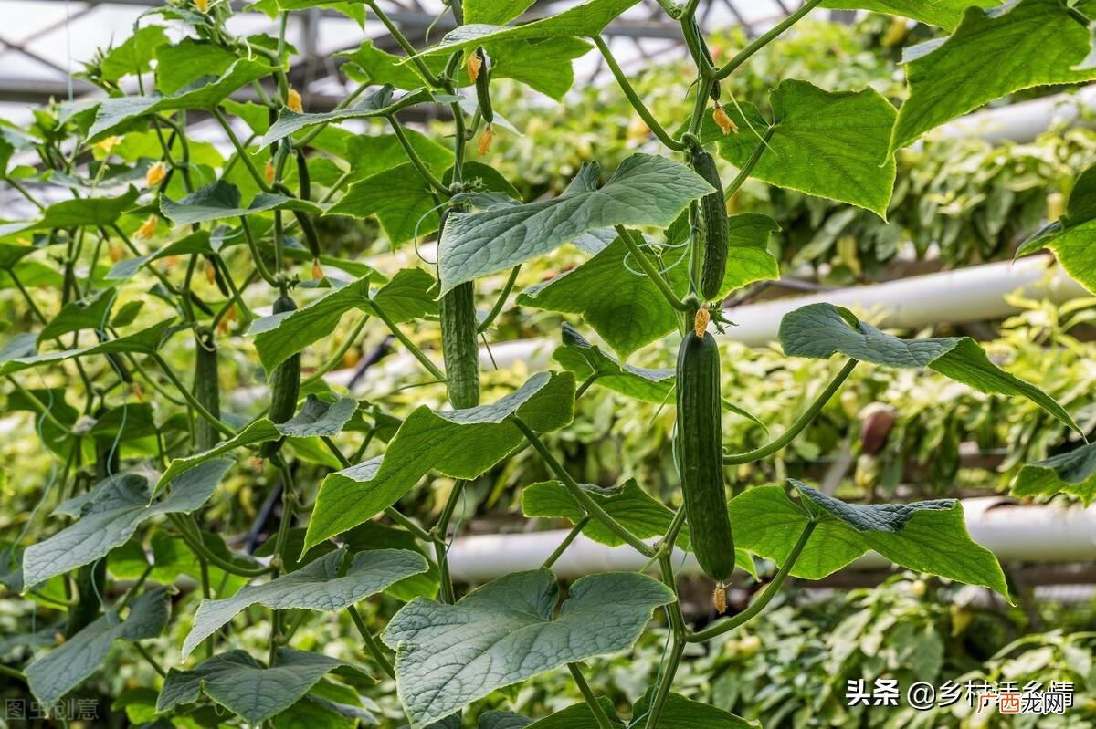六月份种植这些蔬菜作物长得快 六月份种植什么最合适
