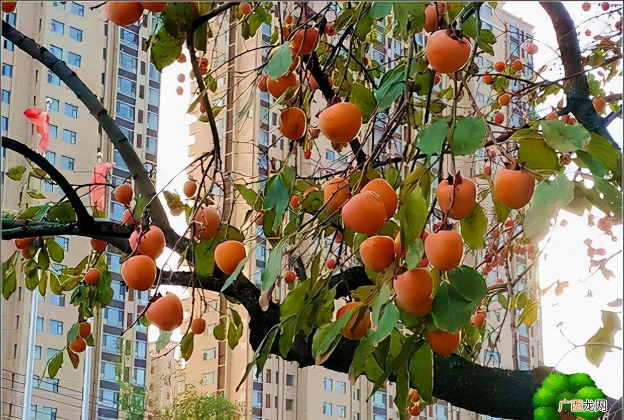 家里放什么植物寓意吉利 家里种什么树风水好又旺财