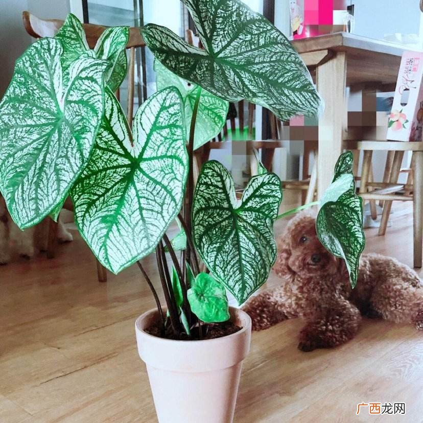 卧室养5花，晚上会造氧气 卧室放什么植物好