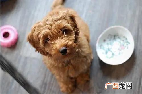 泰迪除了吃狗粮还可以吃什么 泰迪狗最爱吃的10种食