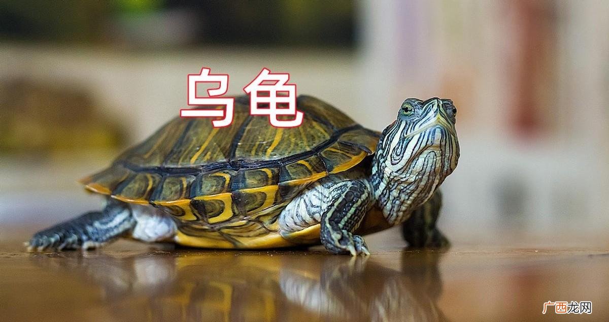 王八与王八对比究竟有哪些区别 乌龟是王八吗