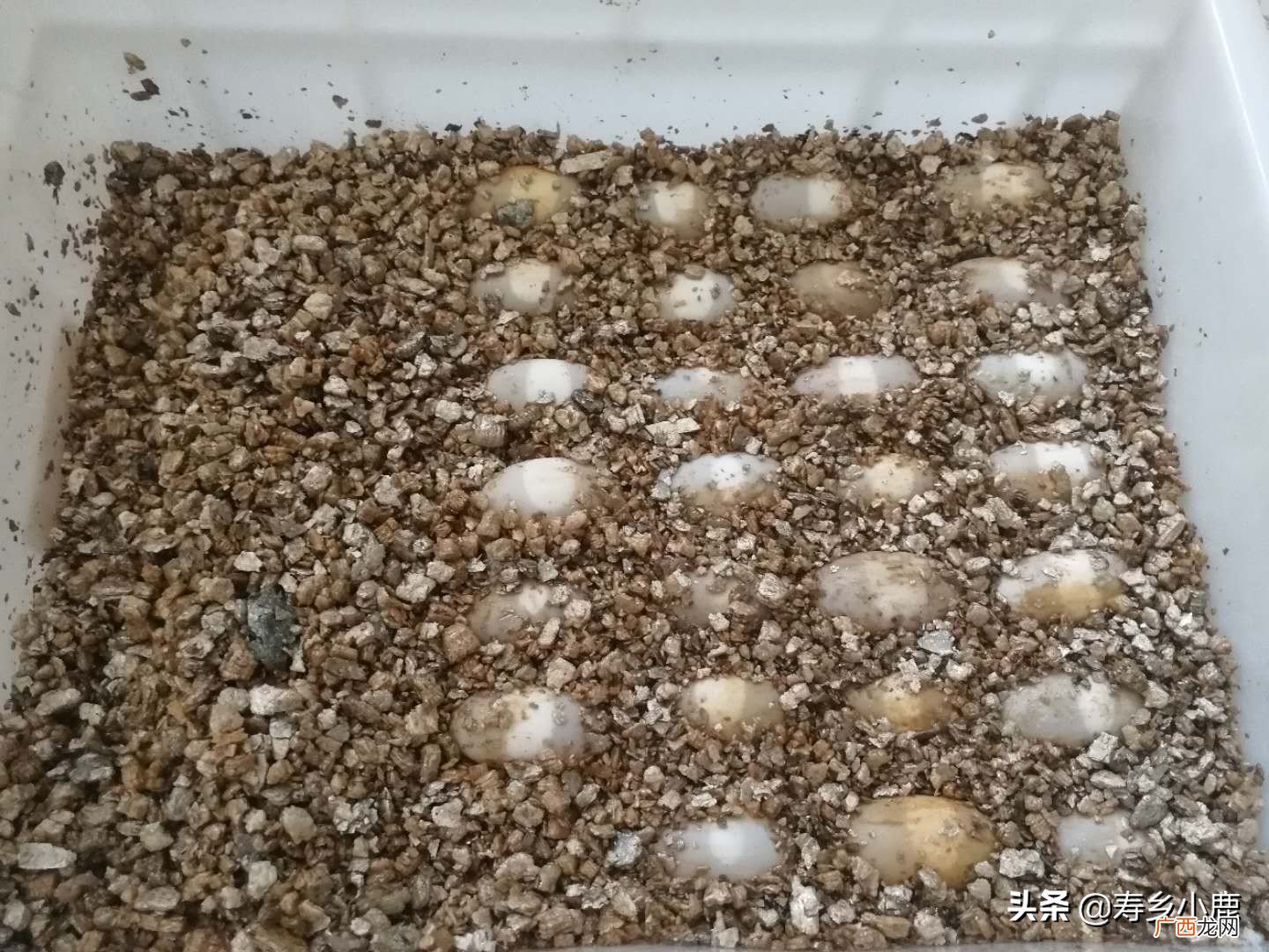 孵化小乌龟的过程是什么样的 乌龟蛋怎么孵化小乌龟