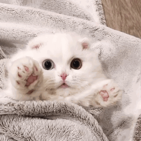 养猫就选这几种,温顺好养 什么品种的猫好养又温顺