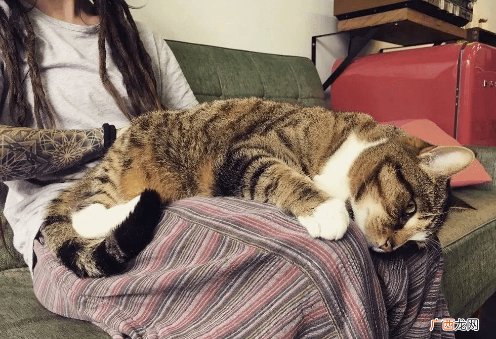 这几点过分真实了 土猫和宠物猫的区别