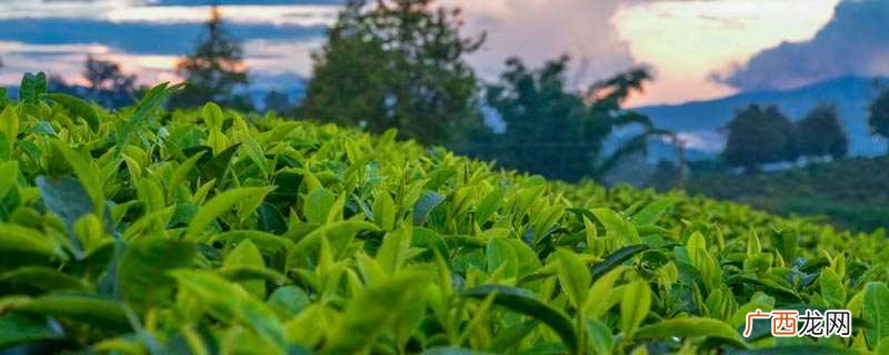 倚邦普洱茶特点