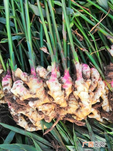 大姜花皮和癞皮严重影响品质 生姜花皮是什么原因