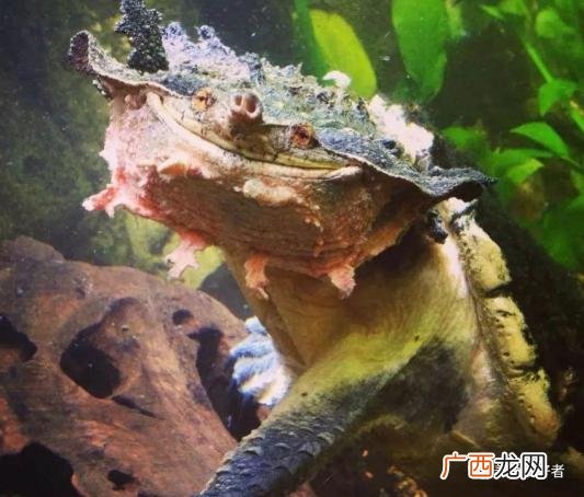 这几种小型龟类，更适合家庭饲养，事实如此? 家里养乌龟好不好