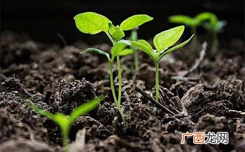 有效改良土壤的四种方案 贫瘠土壤改良的方法有哪些