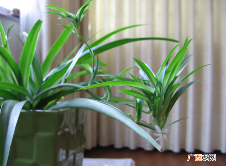 家里坚决不能养的花 十大不吉利花排行榜