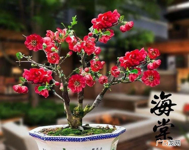 家里养四季海棠花期长达200天 四季海棠一年开几次花