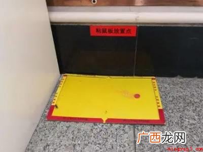 家里有老鼠怎么灭的具体操作步骤 家里有老鼠怎么灭