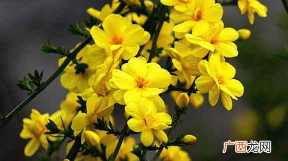 迎春花几月开花