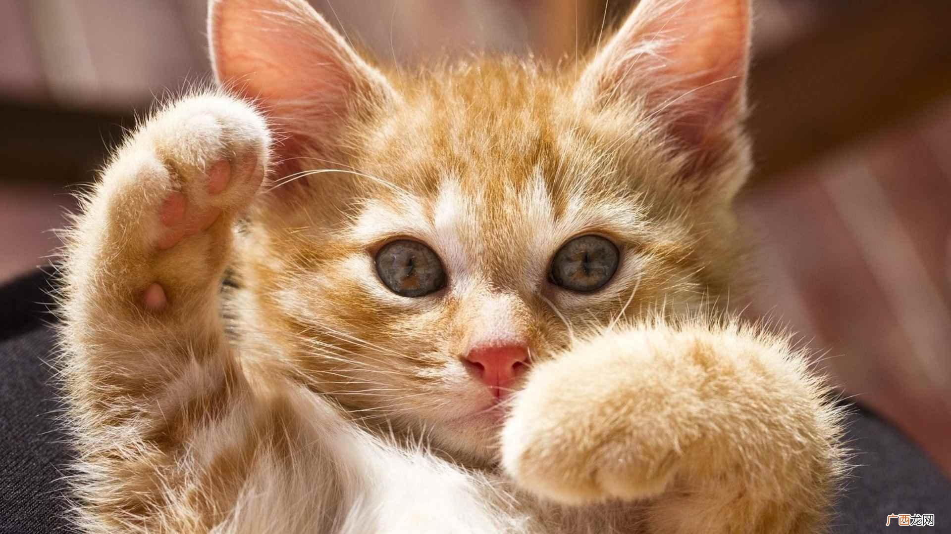 猫咪一般洗多少次澡 猫多久洗一次澡比较好