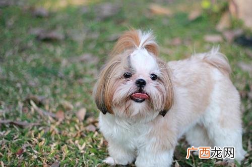 西施犬一般多少钱一只 西施犬价格多少钱一只