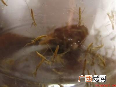 家里的螳螂怎么处理的具体操作步骤 家里的螳螂怎么处理