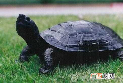 已婚女人梦见乌龟咬手指 已婚女人梦见乌龟咬手什么意思