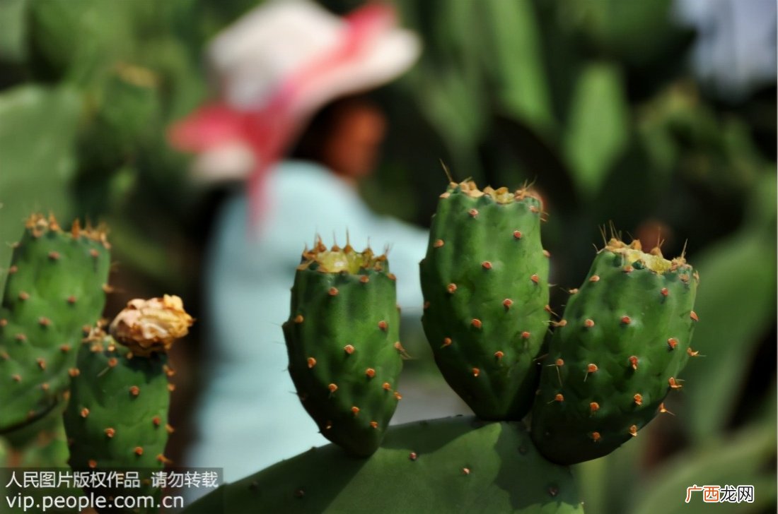 仙人掌能减少电脑辐射吗 仙人掌放在电脑旁能防辐射吗