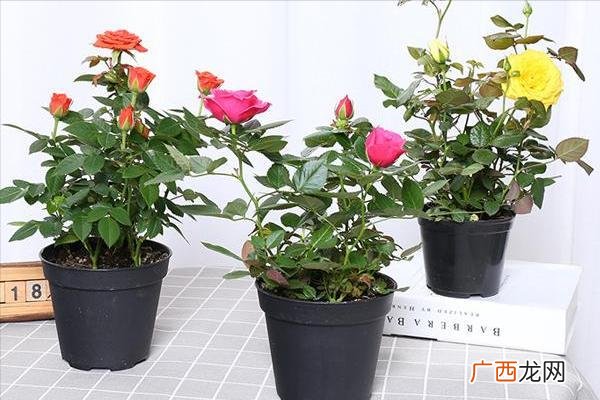 值得入手的6款月季花 花期最长最好养的月季品种排名
