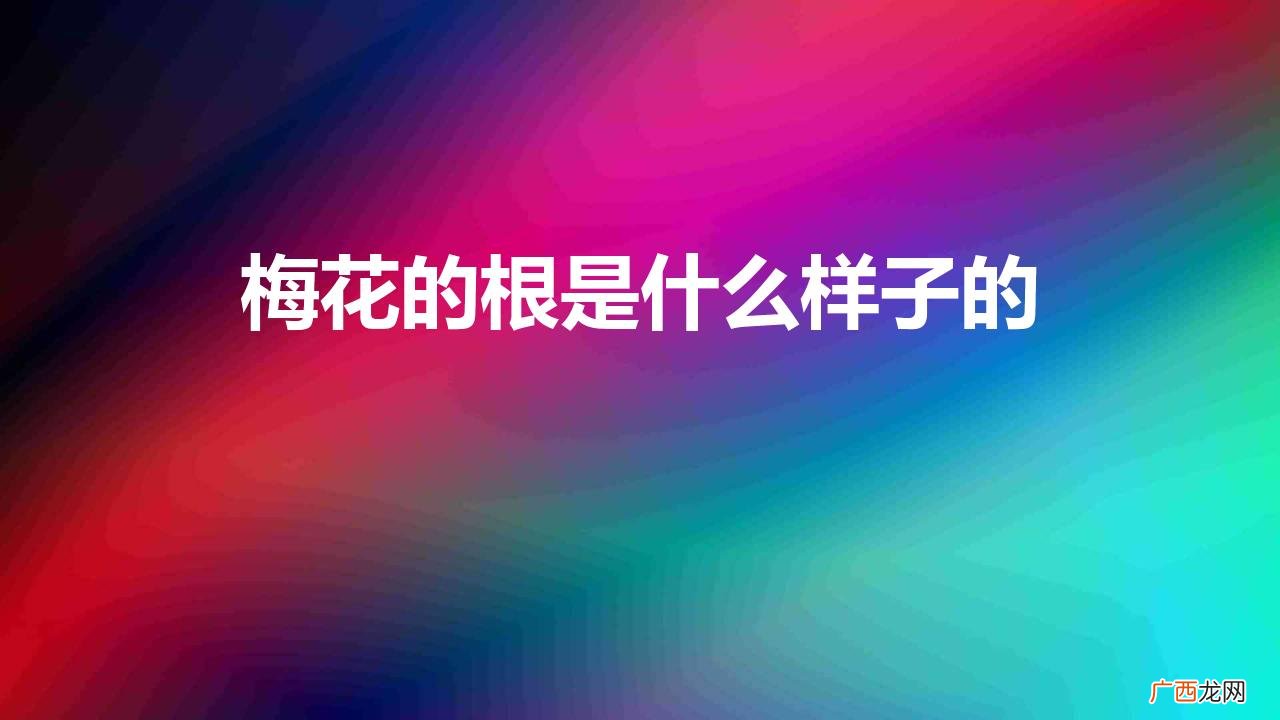 梅花的根是什么样子的