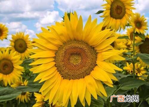 向阳花的寓意和花语是什么 太阳花适合送什么人