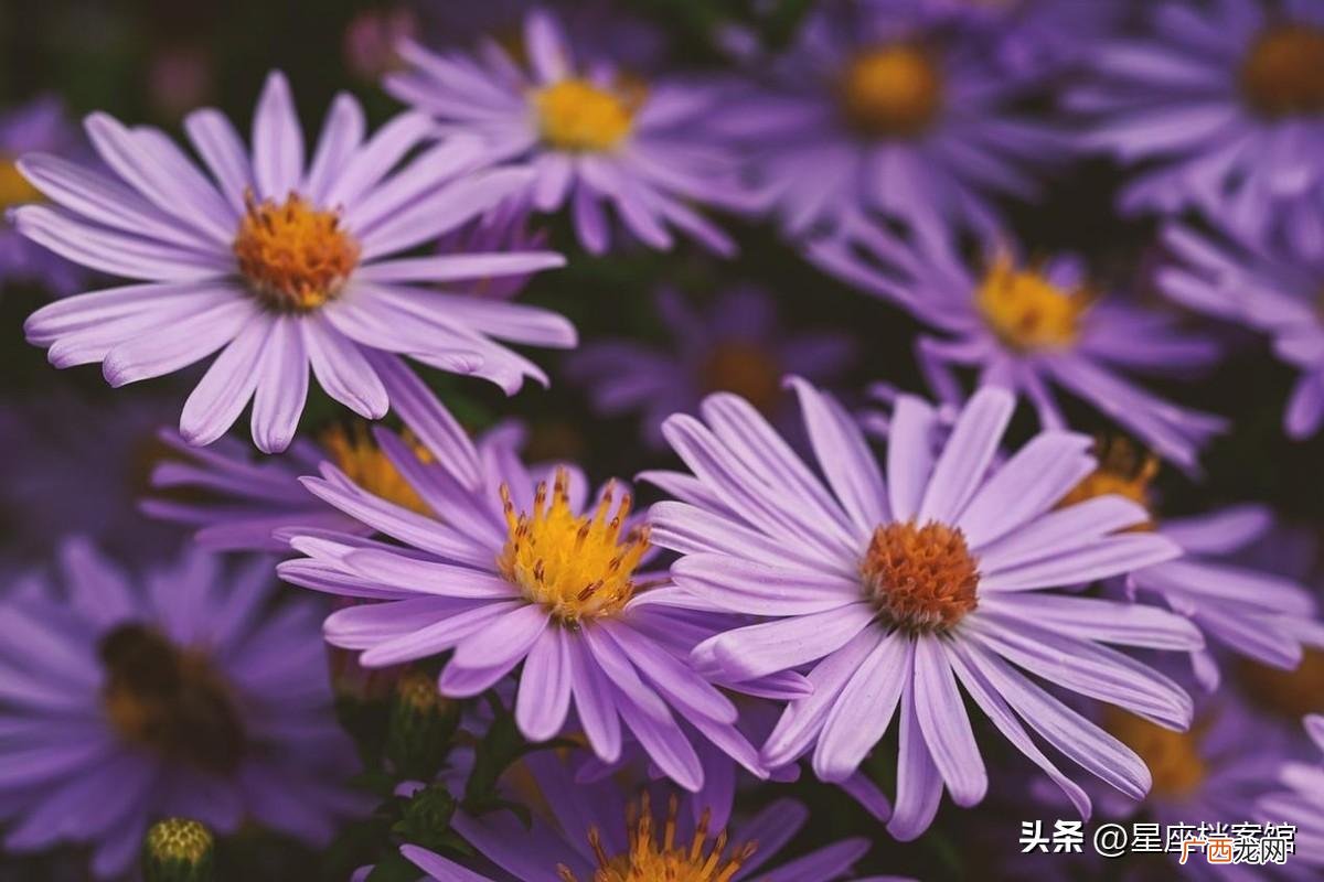 适合射手座在一起的3大星座 射手女和什么座最配对