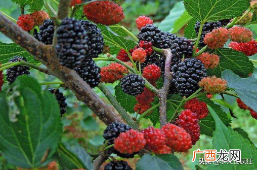 酷似桑葚的马桑果特征介绍 和桑葚长得很像的叫啥名字