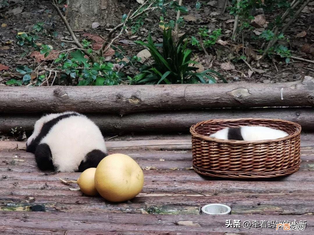 熊猫当作我们国宝的原因 熊猫象征着什么寓意