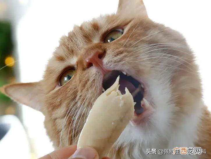 鸡胸肉能当猫咪的主食吗 猫咪多久吃一次鸡胸肉比较好