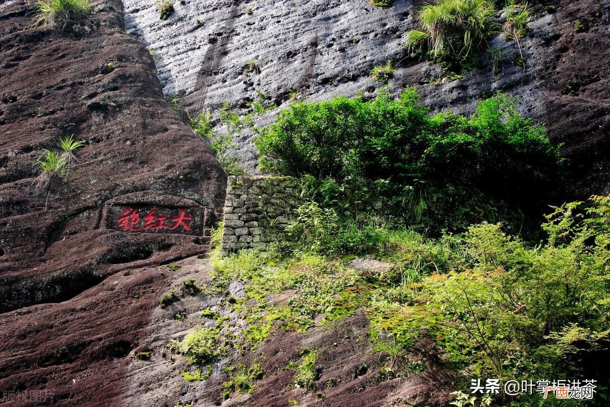 如何冲泡大红茶才更好喝 大红袍是什么茶