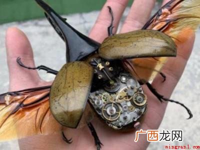 甲虫标本制作的方法的具体操作步骤 甲虫标本制作的方法
