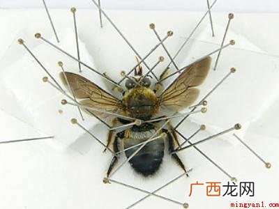 甲虫标本制作的方法的具体操作步骤 甲虫标本制作的方法