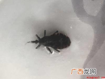 甲虫标本制作的方法的具体操作步骤 甲虫标本制作的方法