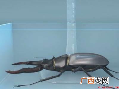 甲虫标本制作的方法的具体操作步骤 甲虫标本制作的方法