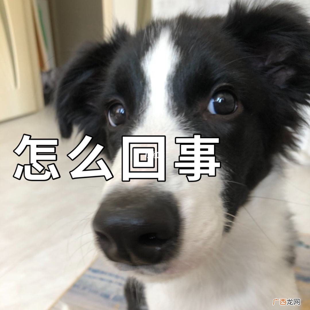 为什么很多人不喜欢养边牧犬 边牧属于大型犬还是中型犬