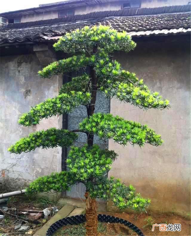 罗汉松和桂花树旺财旺运 排名第一最好的镇宅树