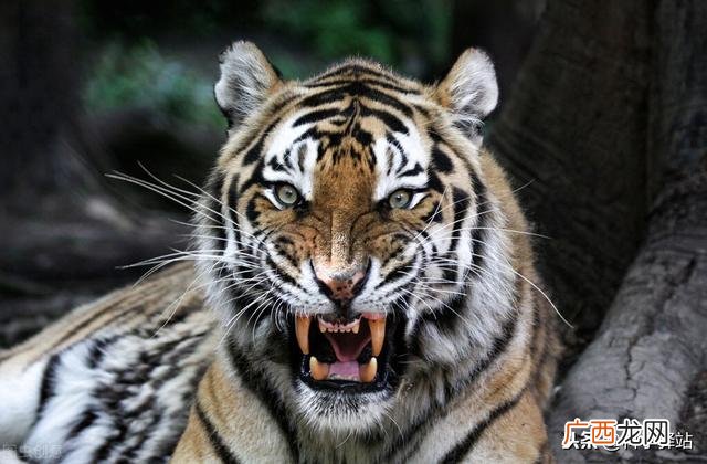 老虎为什么让野猪三分 成年野猪打得过老虎吗