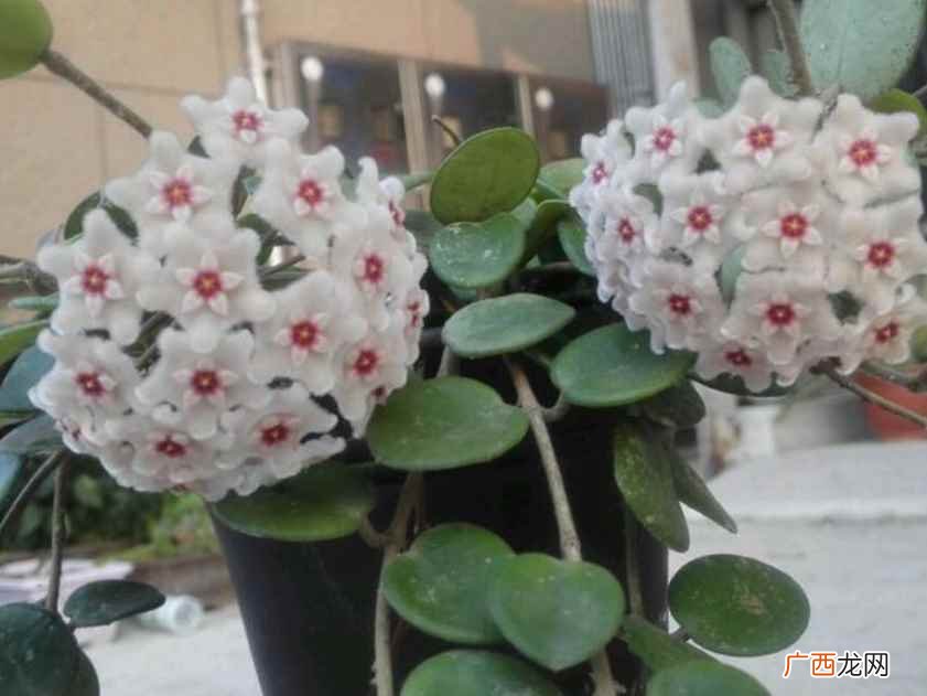 球兰几月份开花