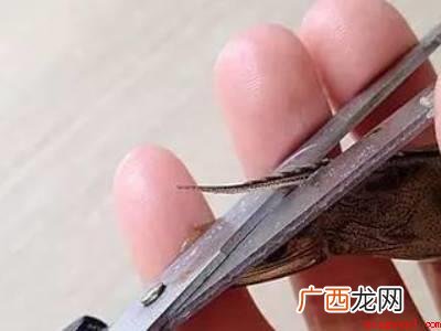 虾枪是什么 怎样去掉的具体操作步骤 虾枪是什么