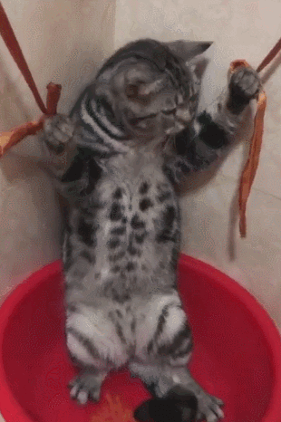猫咪被主人打不反抗的原因 虐猫时为什么猫不反抗主人