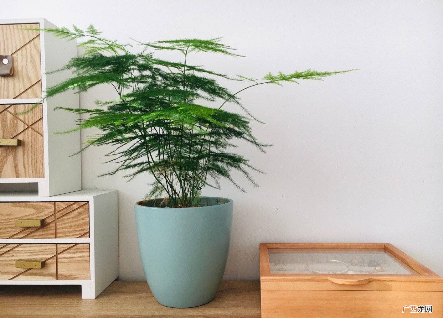 家里养花没阳光就养这6种花 喜阴的植物有哪些