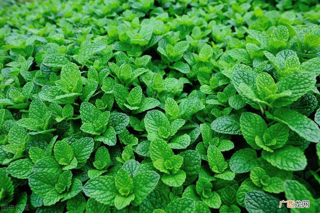 7个操作步骤，药农经验 薄荷种子种植方法步骤