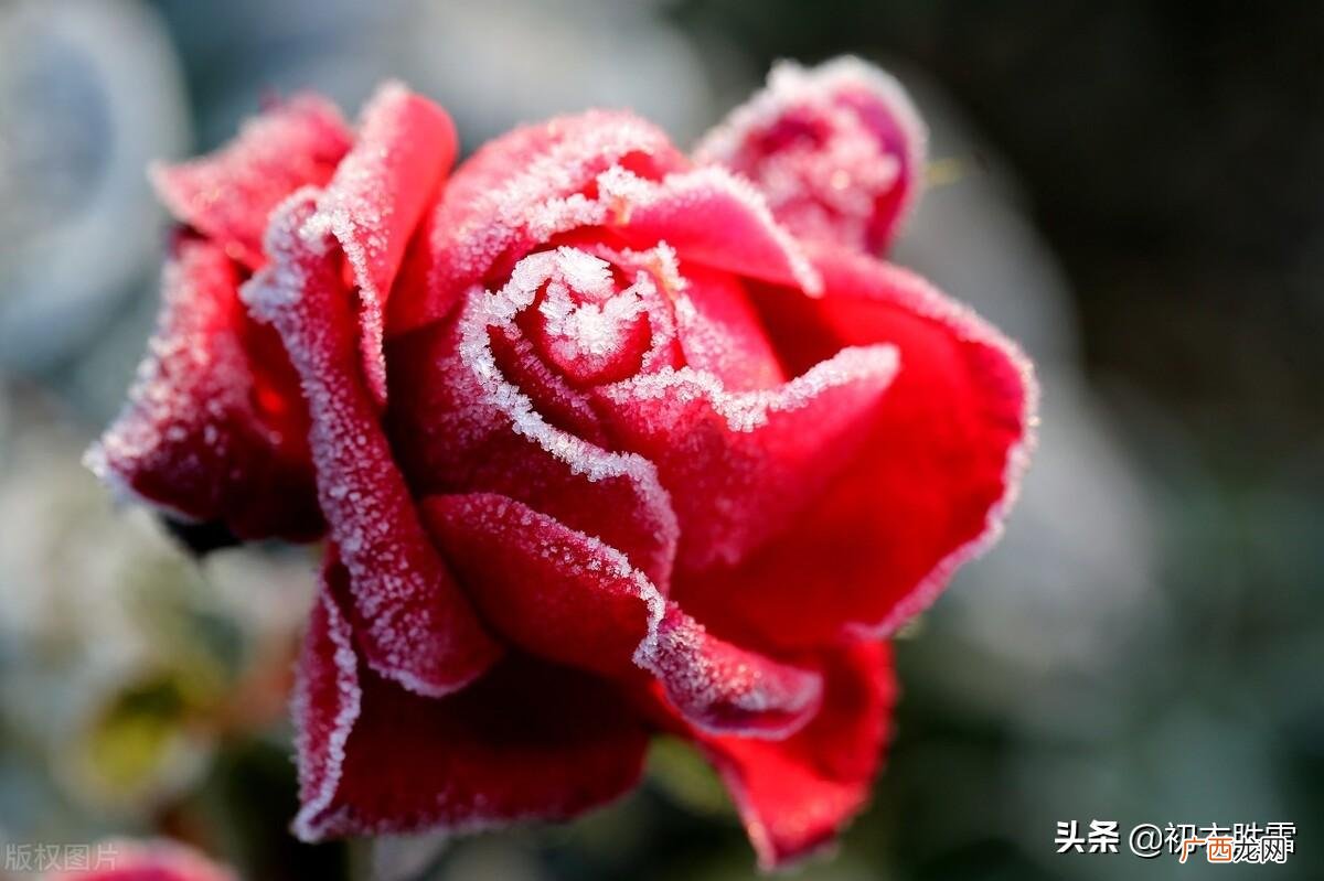 有关月季花的最有名古诗词鉴赏 月季花诗词名句大全
