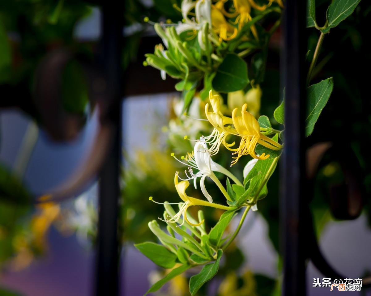 金银花长什么样子图片 金银花喜阴还是喜阳光的植物