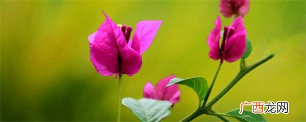 三角梅什么时候开花好看图片 三角梅什么时候开花好看