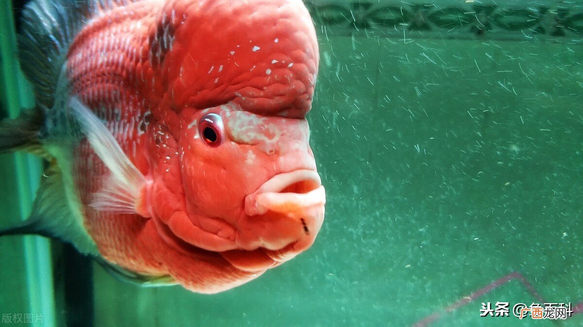 养殖罗汉鱼的最佳水温是多少度 罗汉鱼水温度多少最佳