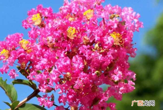 夏天会开哪些花