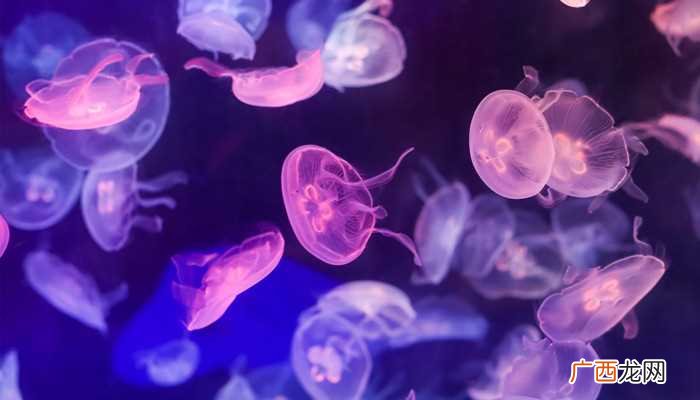 桃花水母是国家一级保护动物 桃花水母是国家几级保护动物